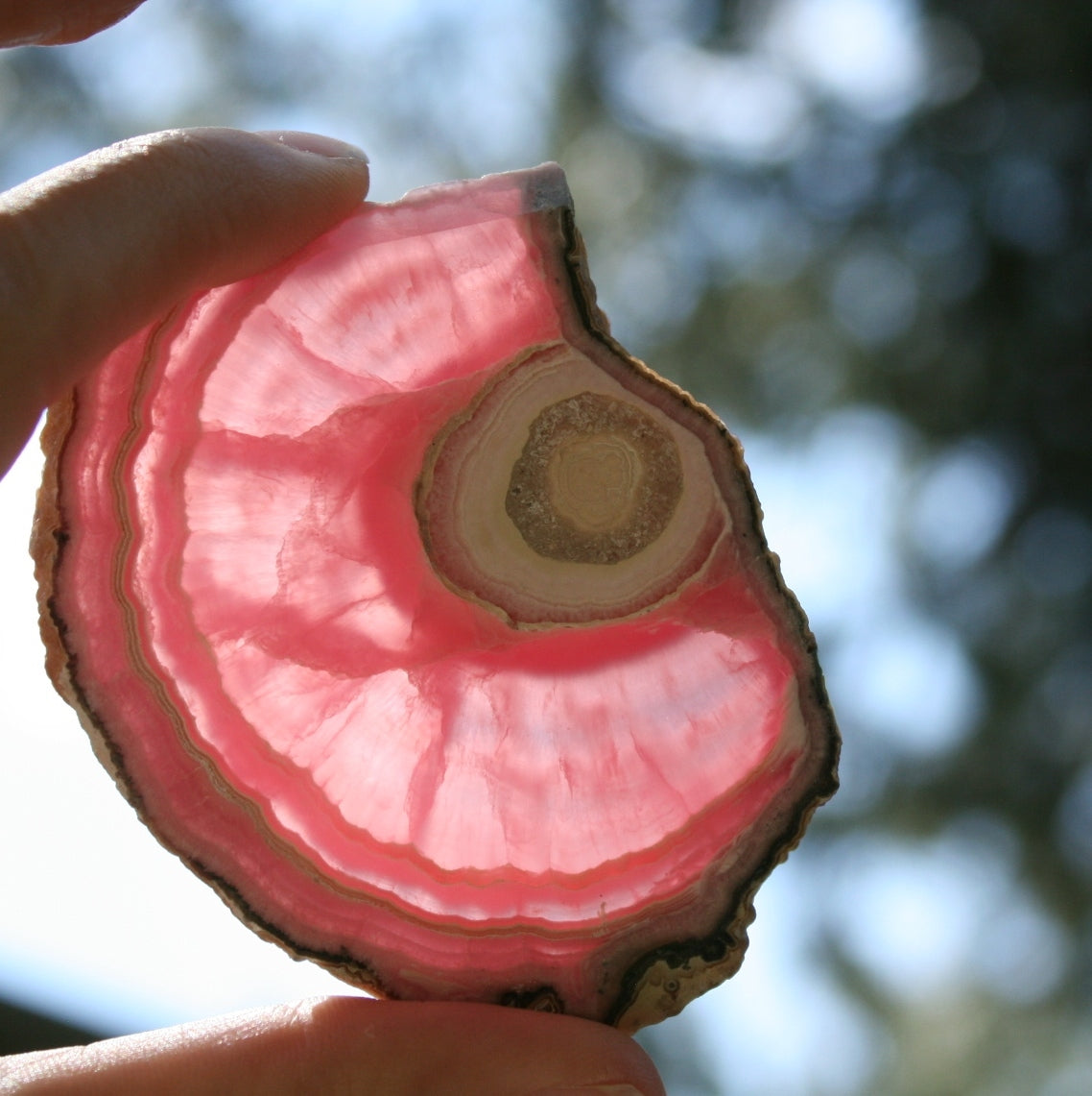 Rhodochrosite Slice with cheapest Pyrite